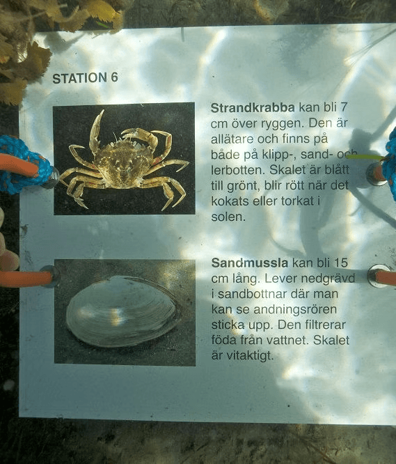 Snorkelling at Rörvik